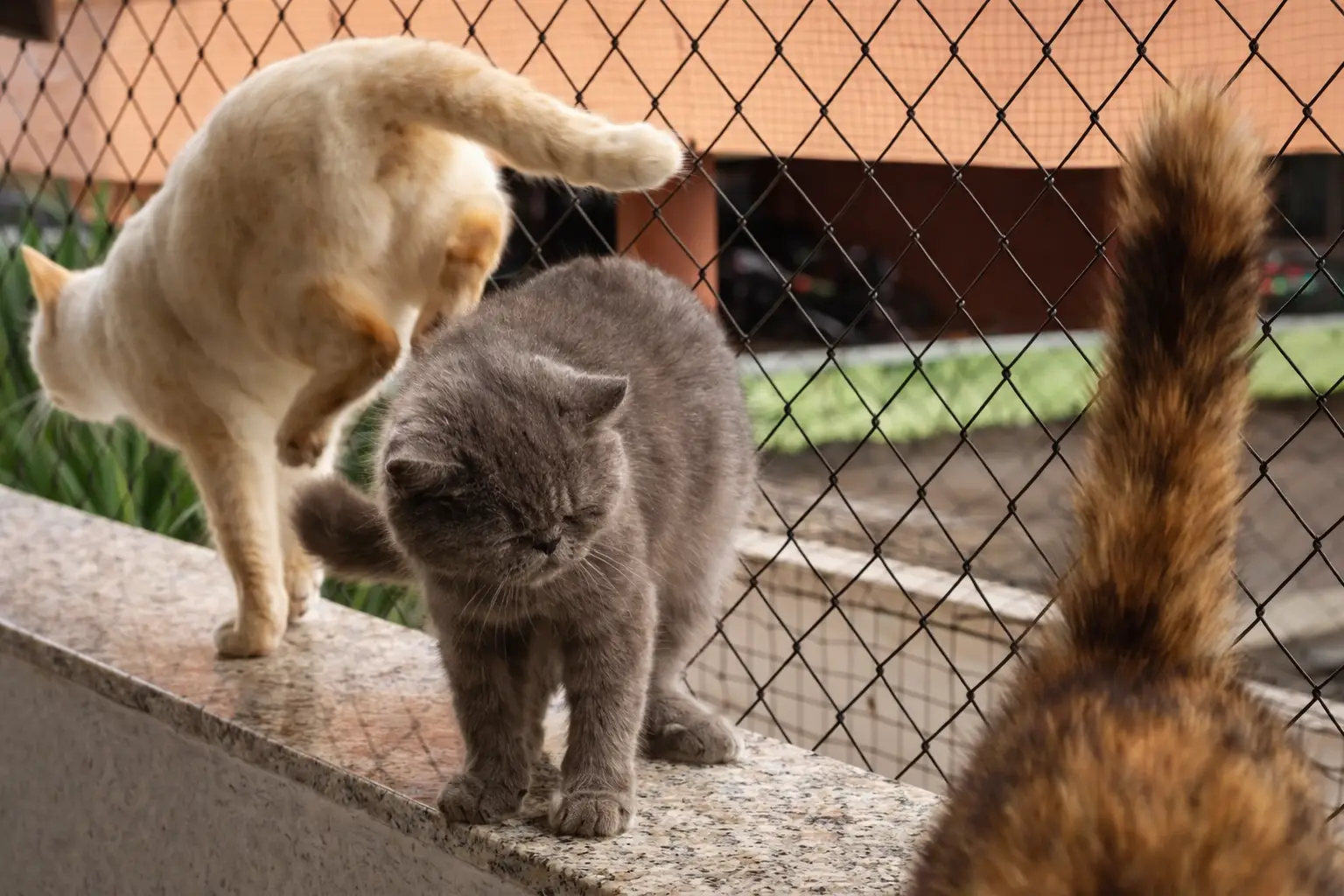 Redes para pets