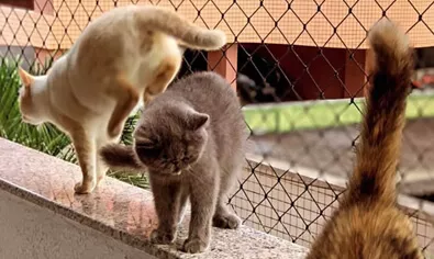 Rede de proteção para gatos instalada em janela de apartamento em Fortaleza e região