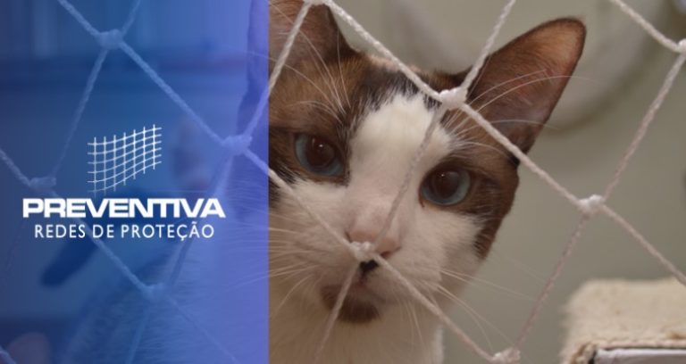 3 dicas para manter seu gatinho protegido!