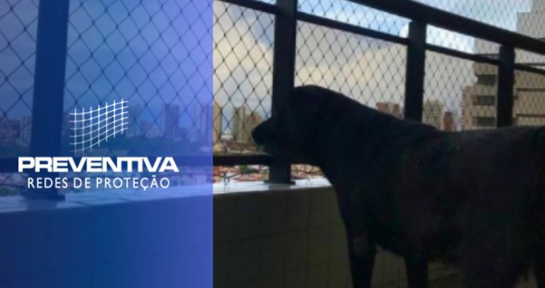 Adquirindo uma rede de proteção para cachorros
