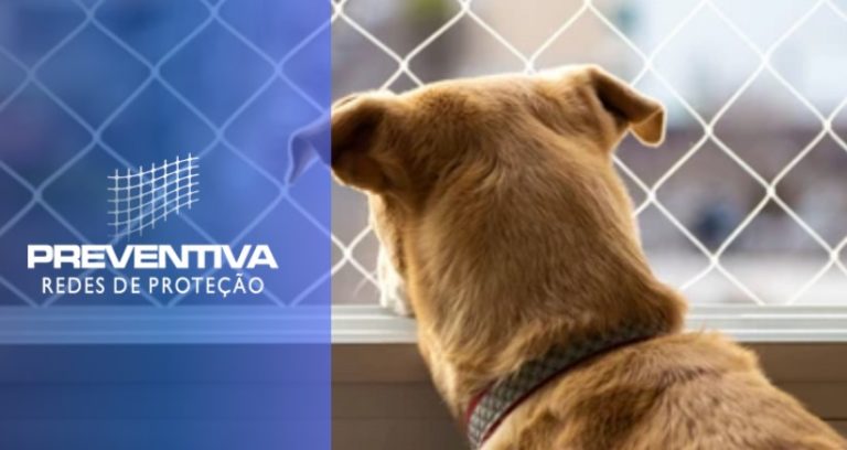 4 dicas para escolher uma tela de proteção para cachorro