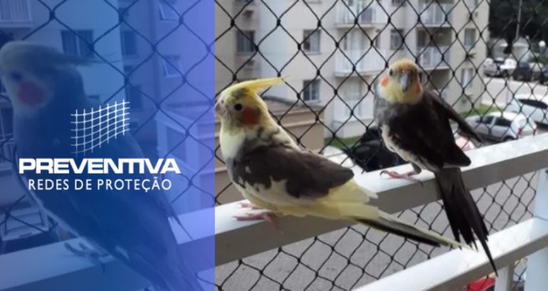 Proteja seu pet com uma rede de proteção animal