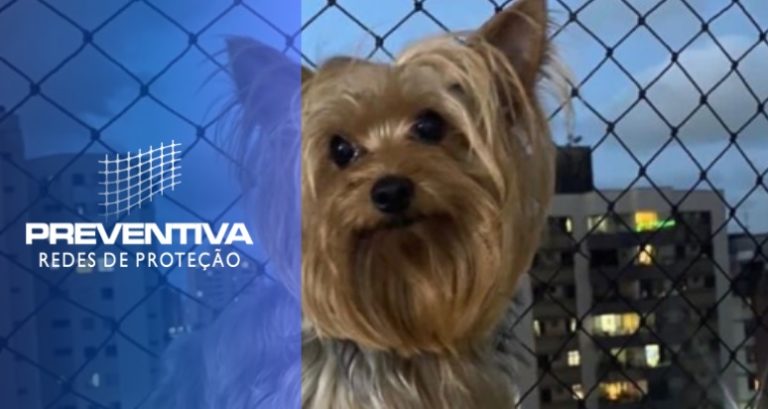 Comprando a tela de proteção para cachorros ideal
