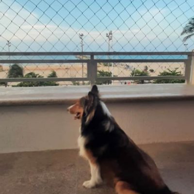 rede de proteção cachorro