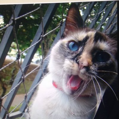 rede de proteção gatos 1