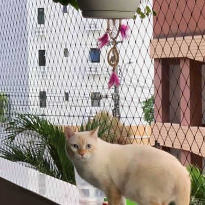 rede de proteção gatos 2