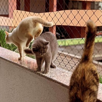 rede de proteção gatos 3